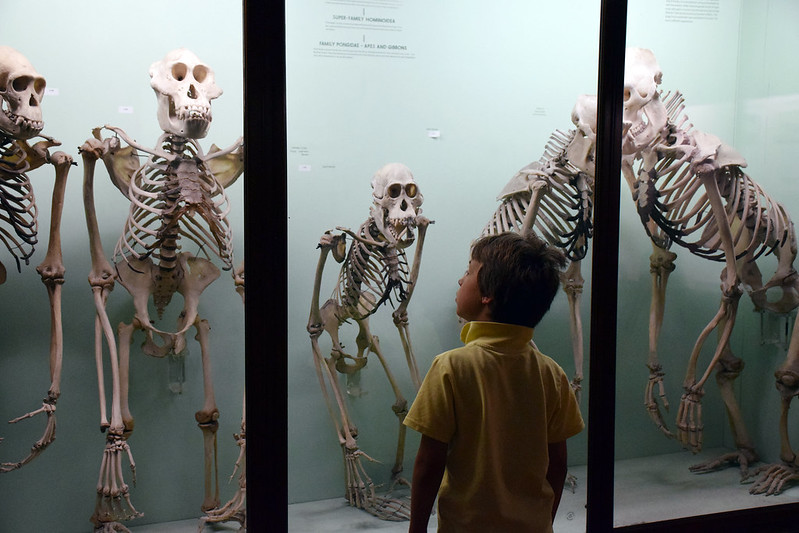 A child looking at a museum display with skeletons of apes standing on their back feet