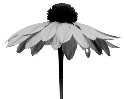 A wide open flower with white petals