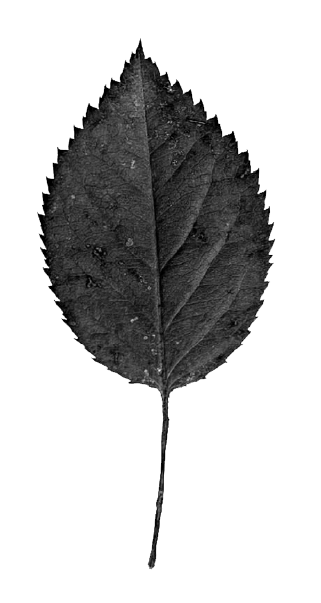A leaf with finely serrated edges and a long stem